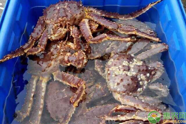 海蟹品种