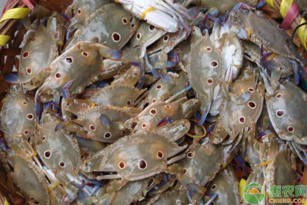 海蟹价格