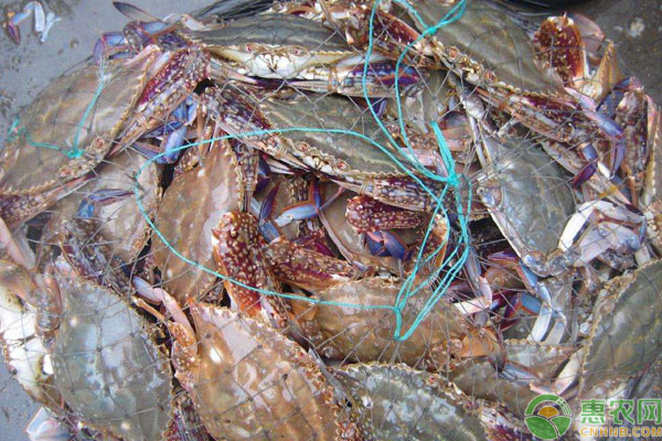 海蟹死了能不能吃