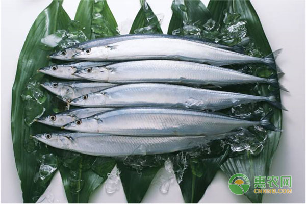 针鱼有什么营养价值与功效？如何选到优质针鱼?食用禁忌有哪些？