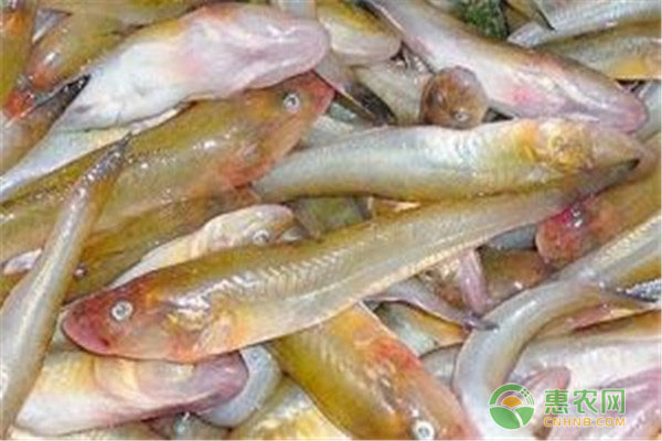2019年沙光鱼最新价格多少钱一斤？营养价值有哪些？吃了上火吗？