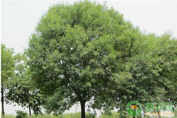 白蜡树价格多少钱一株？白蜡树的五大养护方法