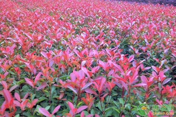 石楠树价格多少钱一棵？红叶石楠有哪些繁殖方法？