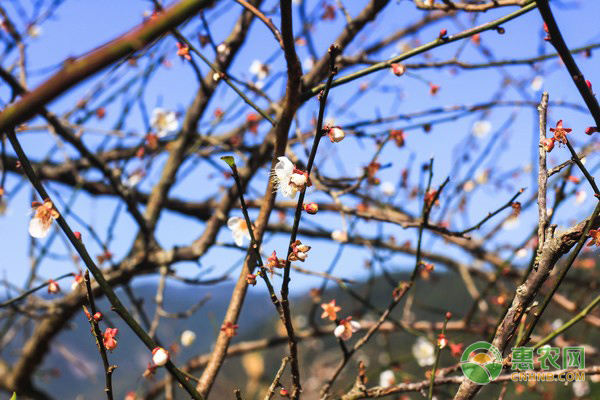 制作梅花盆景，用什么品种的梅树最适合?