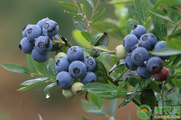 蓝莓苗批发价格多少钱一棵？蓝莓苗什么品种最好？