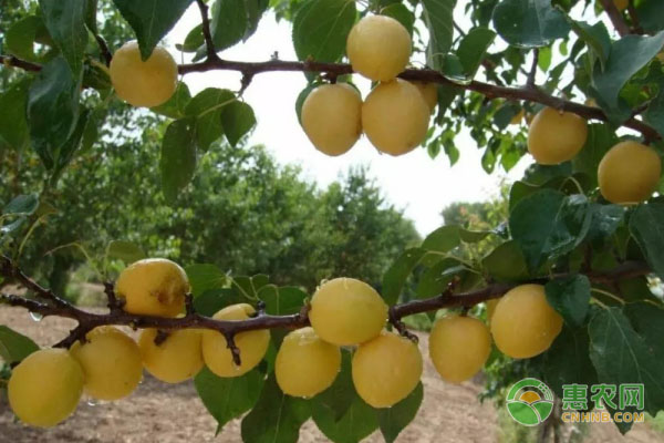新疆小白杏的种植技术
