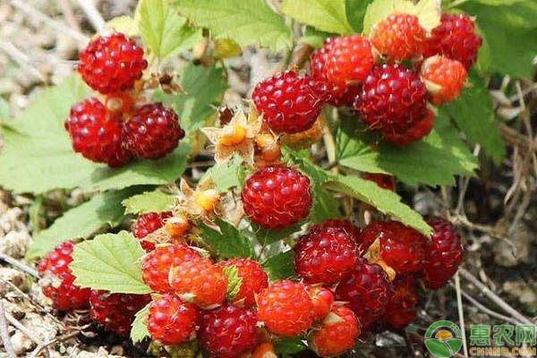 农村常见野果蛇莓可以吃吗?市场价格如何?有何种植前景?