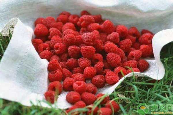 农村常见野果蛇莓可以吃吗?市场价格如何?有何种植前景?