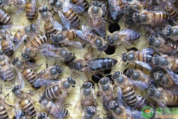 适合我国养殖的蜜蜂品种有哪些？新手养蜂须知！
