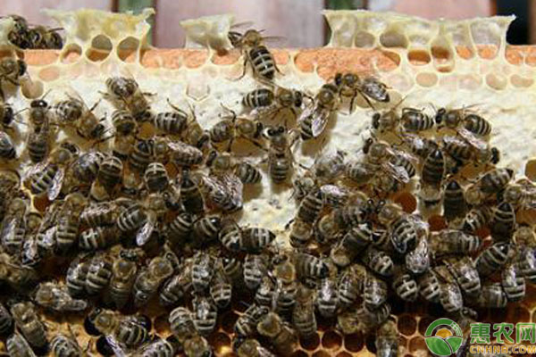 适合我国养殖的蜜蜂品种有哪些？新手养蜂须知！