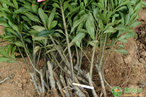 如何提高杨梅树苗的种植成活率?