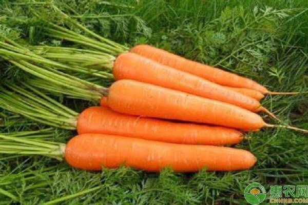 胡萝卜常见的三个品种，它们各有什么特征？看完涨知识！