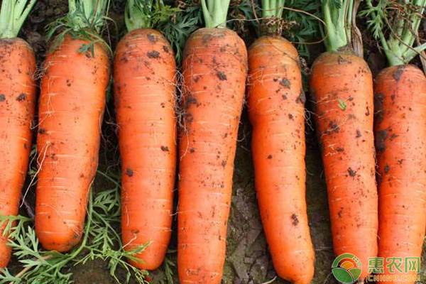 胡萝卜常见的三个品种，它们各有什么特征？看完涨知识！