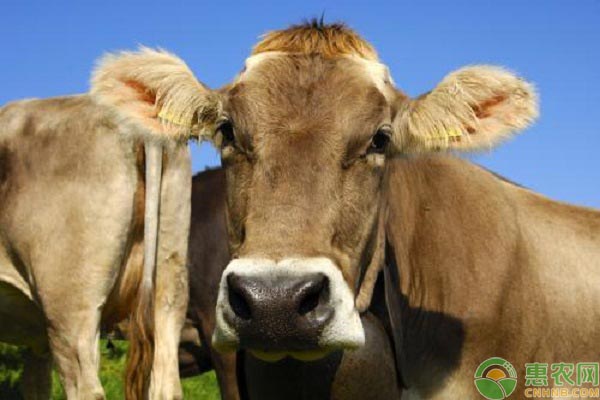 奶牛的十大品种，不同品种的奶牛产地及产奶量介绍
