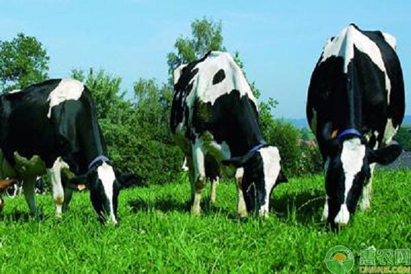 奶牛的十大品种，不同品种的奶牛产地及产奶量介绍