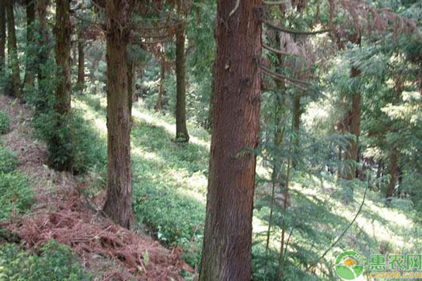 杉树品种