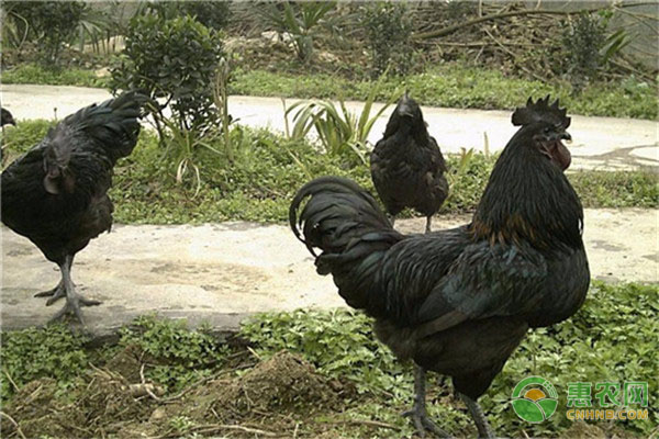 五黑鸡的养殖优点