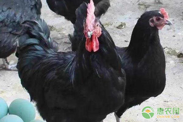 五黑鸡的养殖效益