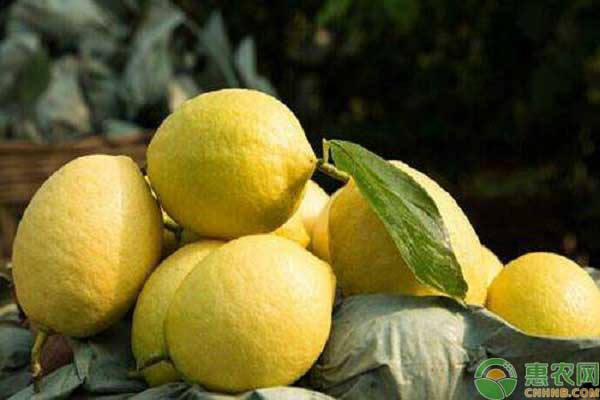 柠檬常见的四大品种，它们各有什么优缺点?柠檬要怎么吃?
