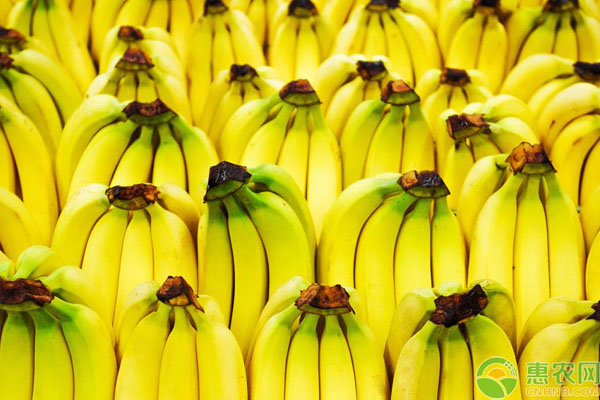 香蕉品种