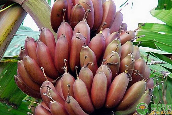 香蕉品种介绍