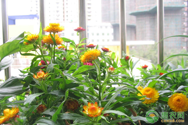 <a href='https://www.cnhnb.com/p/juhuamiao/' class='j-href' target='_blank'><span style='color:#FF8001'>菊花苗多少钱</span></a>一棵