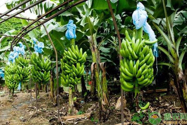 香蕉苗价格多少钱一棵？香蕉种植管理技术