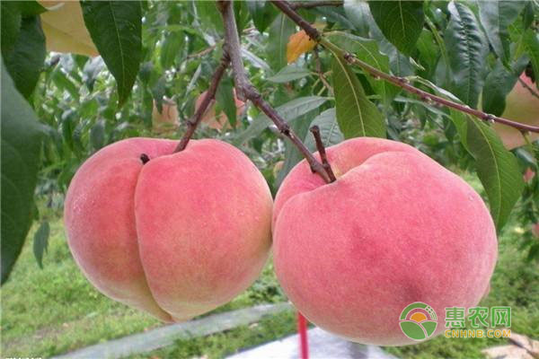 晚熟的桃子有哪些品种？它们分别是什么时候成熟？