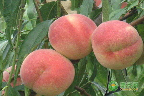 晚熟的桃子有哪些品种？它们分别是什么时候成熟？