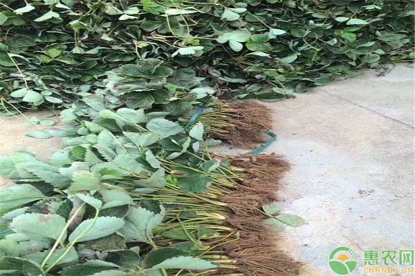 种根和种条的区别