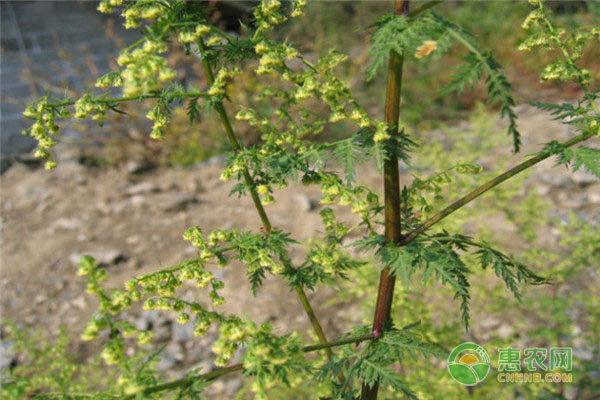 菊科蒿常见的有哪几种？价格怎样？各有什么特点？