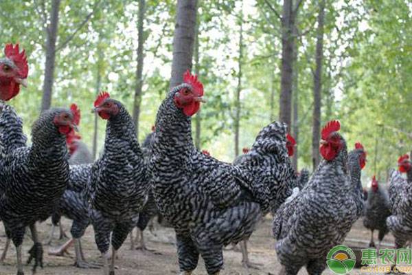 2019年在农村养殖什么鸡比较好？这四个有前景的品种推荐给您！