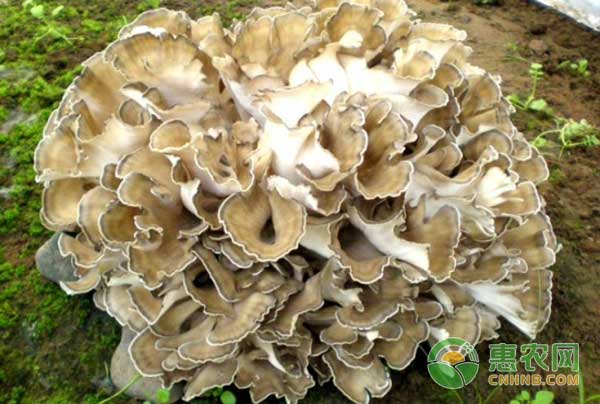 灰树花多少钱一斤？种植前景如何？灰树花的功效与作用