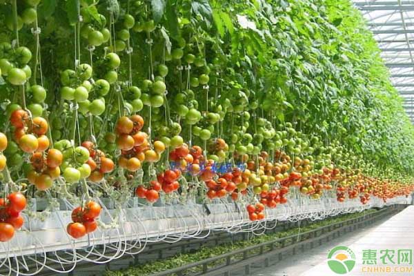 西红柿产业种植