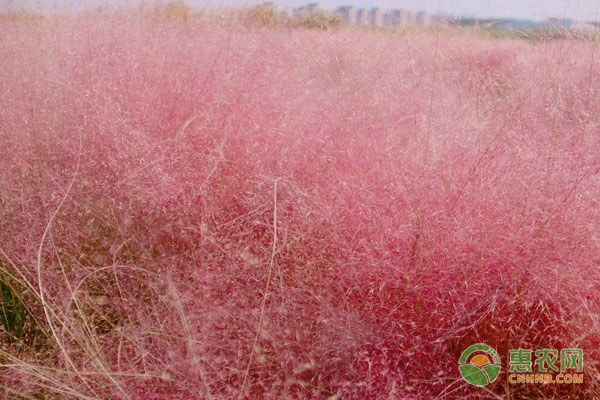 乱子草价格多少钱一株？种植粉黛乱子草的四大步骤