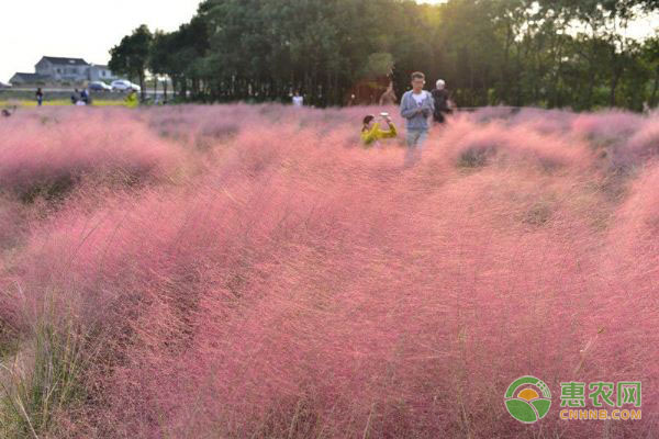 乱子草价格多少钱一株？种植粉黛乱子草的四大步骤