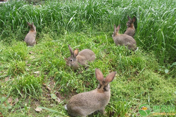 农村养殖野兔有前景吗？野兔养殖成本和利润分析