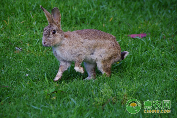 农村养殖野兔有前景吗？野兔养殖成本和利润分析