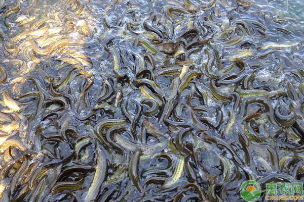 台湾泥鳅养殖前景怎么样？台湾泥鳅最大能长多大？
