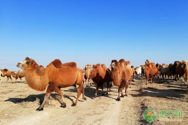 养殖骆驼市场前景怎么样？骆驼养殖成本与利润分析