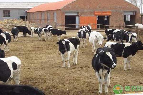 夏季养殖奶牛的防暑降温措施