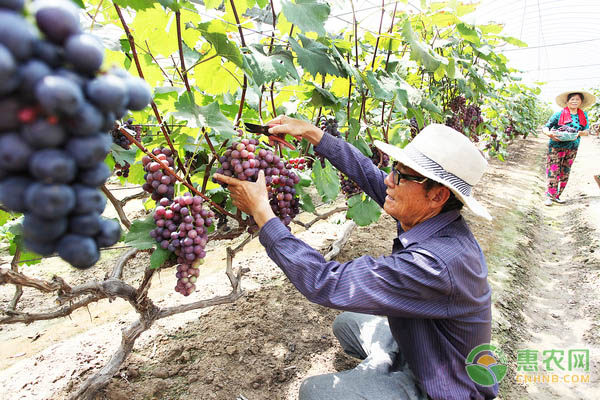 灯塔市发展辽峰葡萄，成为葡萄产业的一张名片，走上致富道路！
