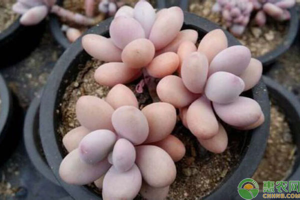 多肉植物