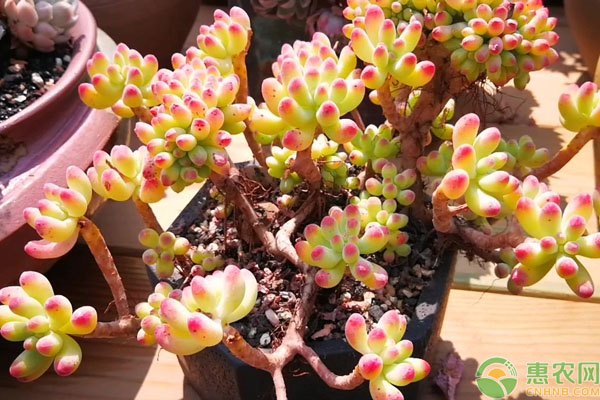 多肉植物好看的品种