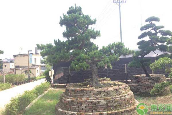 造型景观树的价格
