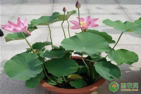 水生花卉最新价格