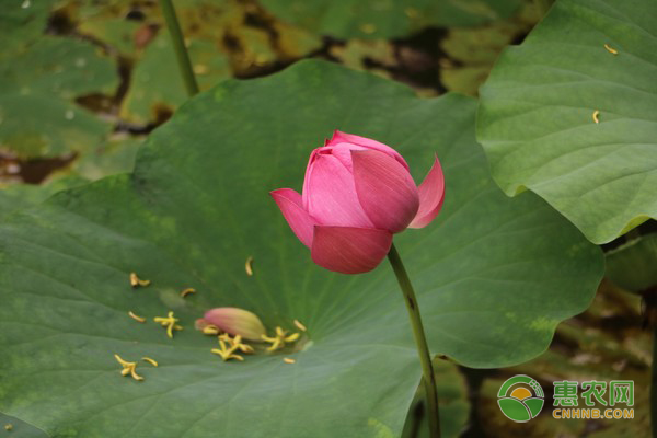 水生花卉的常见品种