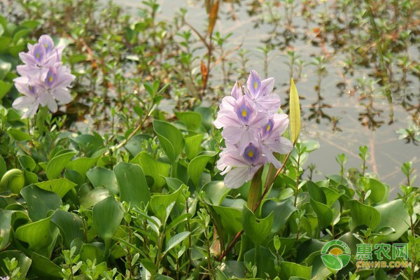水生花卉的介绍