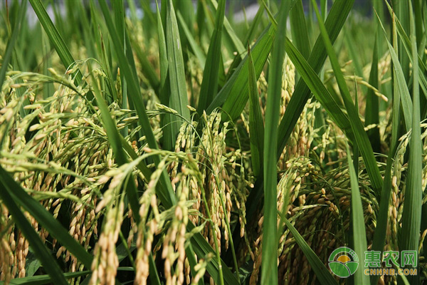 水稻抽穗扬花期的管理要点及病害防治