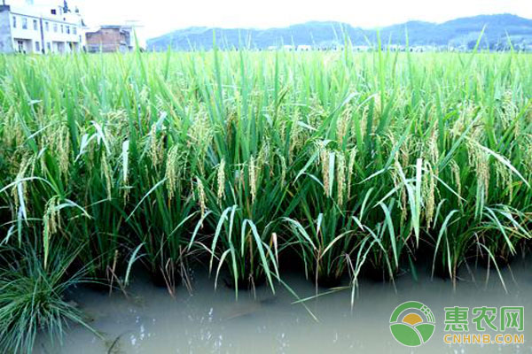 水稻抽穗扬花期的管理要点及病害防治